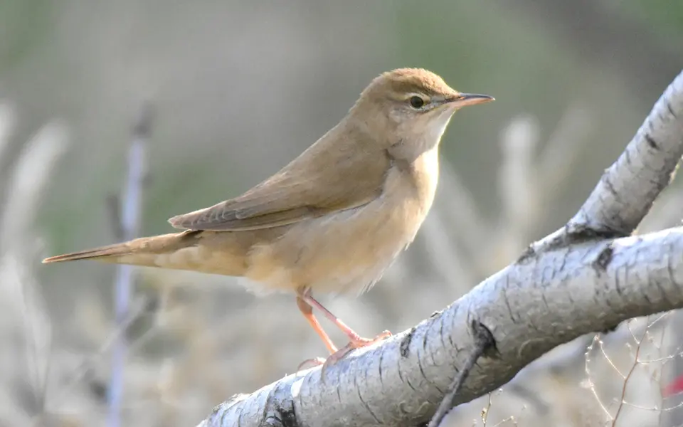 Savi's Warbler (Locustella luscinioides) — photo 2 of 3