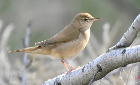 Savi's Warbler