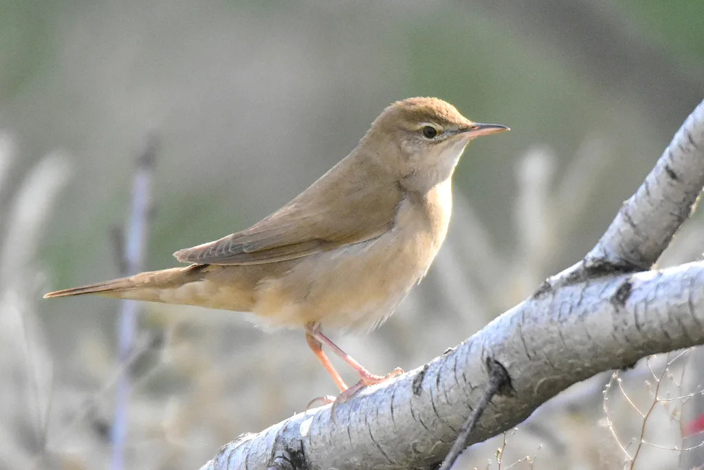 Savi's Warbler