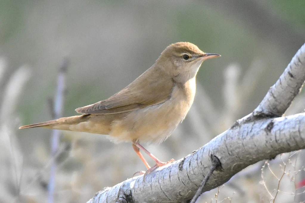 Savi's Warbler
