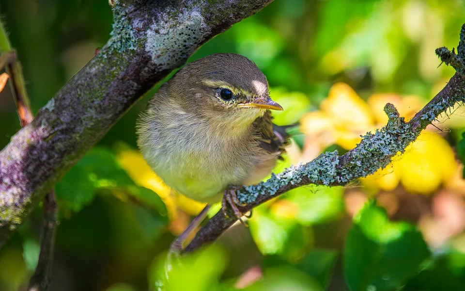 Willow Warbler (Phylloscopus trochilus) — photo 4 of 6