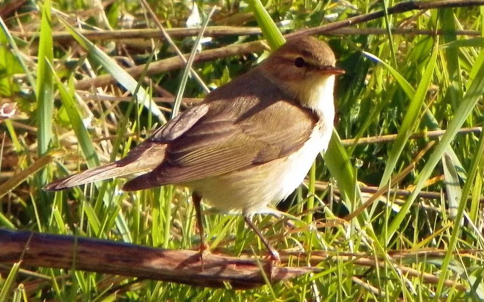 Willow Warbler (Phylloscopus trochilus) — photo 5 of 6