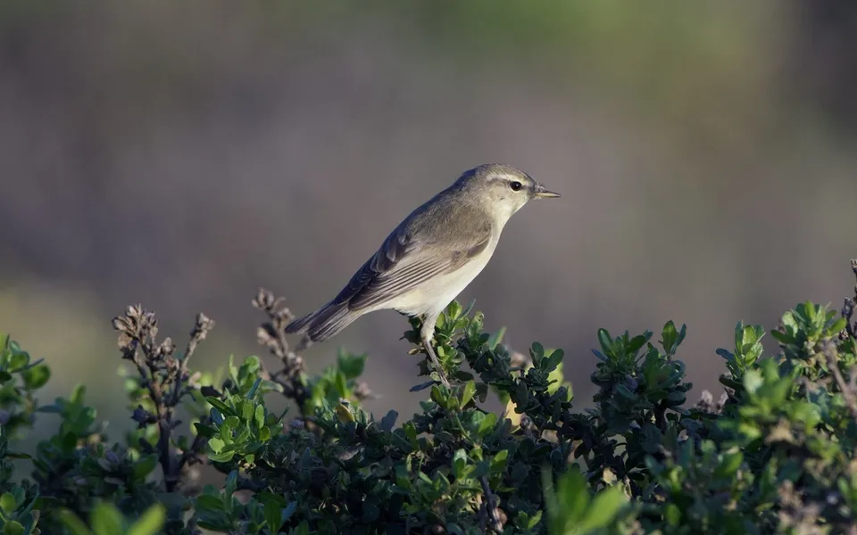 Willow Warbler (Phylloscopus trochilus) — photo 3 of 6
