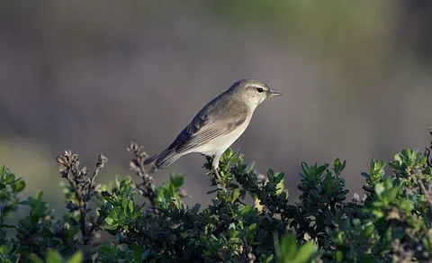Willow Warbler (Phylloscopus trochilus) — photo 3 of 6