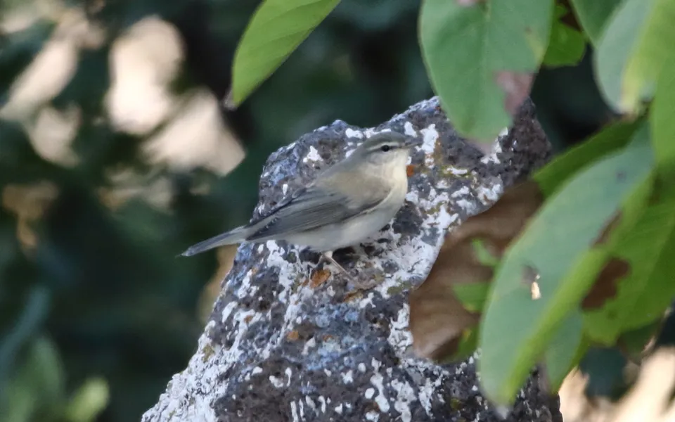 Willow Warbler (Phylloscopus trochilus) — photo 6 of 6