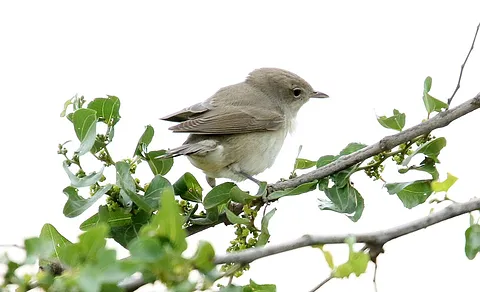 Garden Warbler