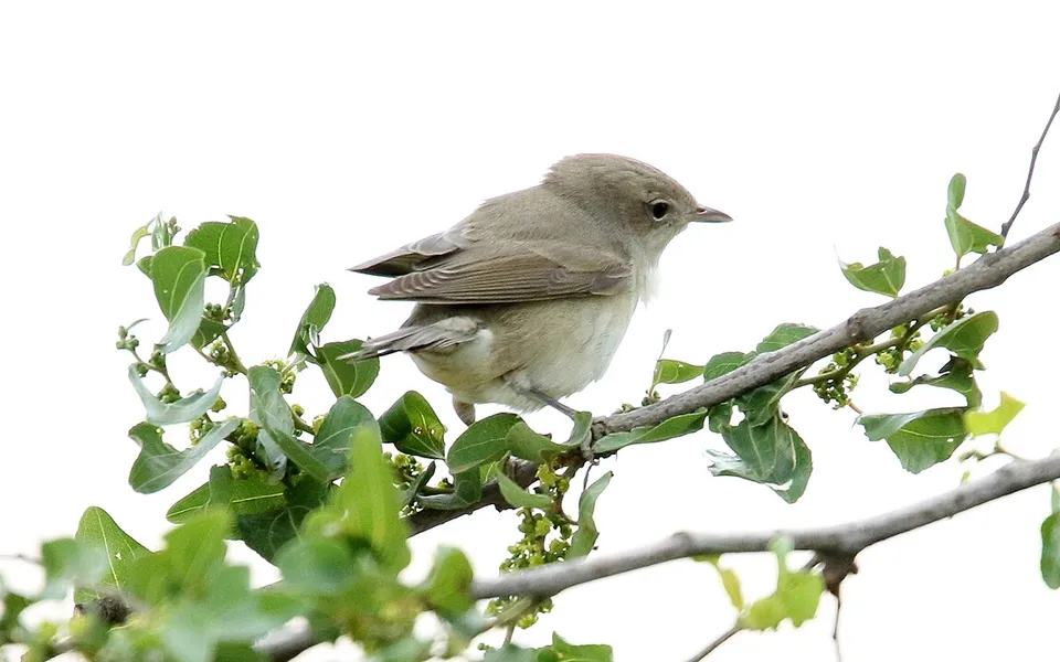 Garden Warbler (Sylvia borin) — photo 3 of 3