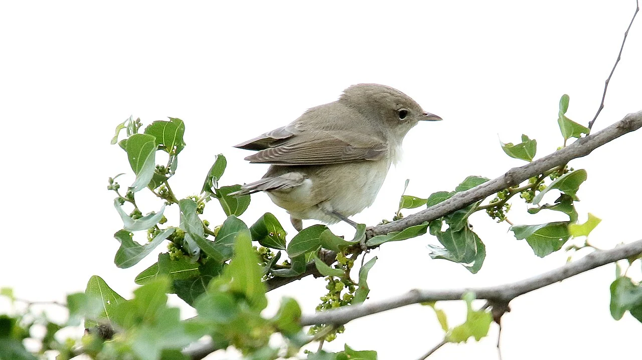 Garden Warbler