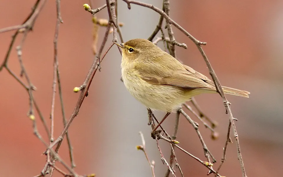 Common Chiffchaff (Phylloscopus collybita) — photo 3 of 5
