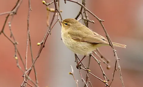Common Chiffchaff (Phylloscopus collybita) — photo 3 of 5
