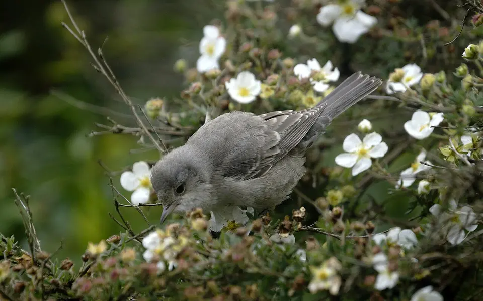 Barred Warbler (Sylvia nisoria) — photo 2 of 6