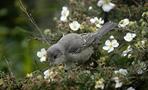 Barred Warbler