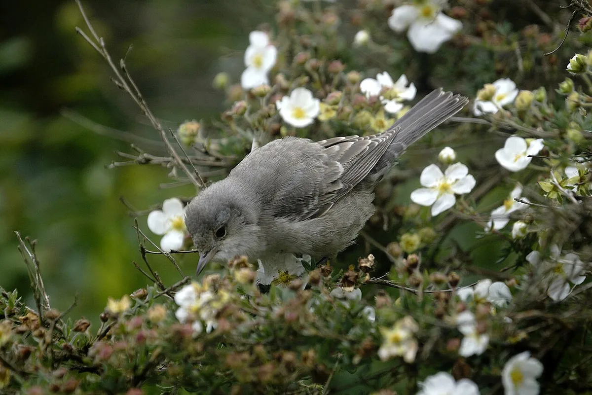 Barred Warbler