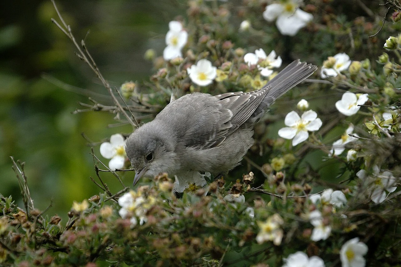 Barred Warbler