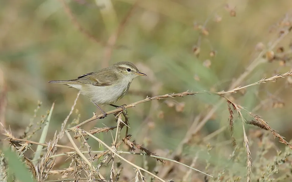 Greenish Warbler (Phylloscopus trochiloides) — photo 3 of 4