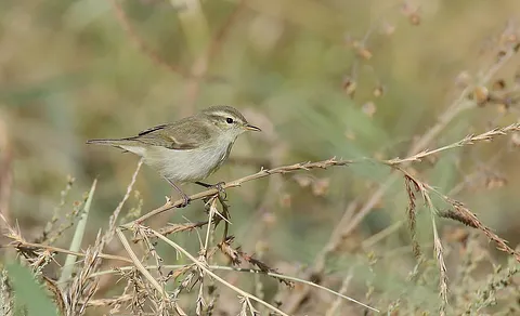 Greenish Warbler (Phylloscopus trochiloides) — photo 3 of 4