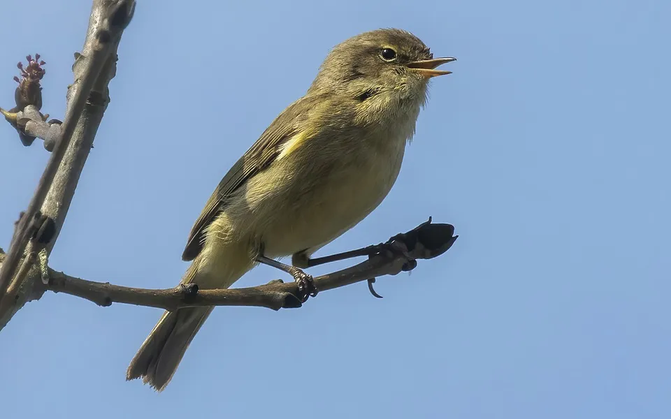 Common Chiffchaff (Phylloscopus collybita) — photo 4 of 5