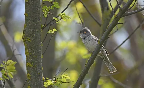 Barred Warbler (Sylvia nisoria) — photo 3 of 6