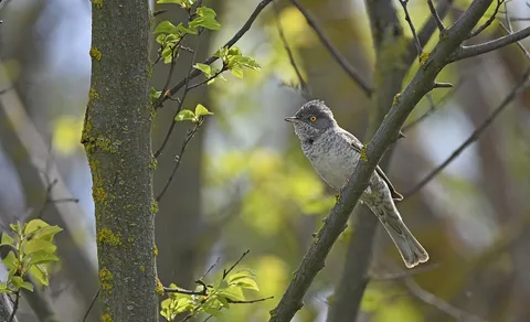 Barred Warbler