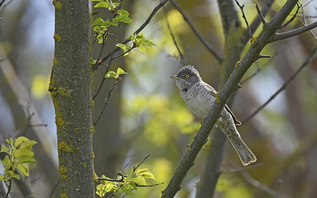 Barred Warbler