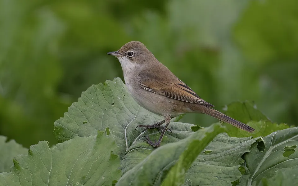 Greater Whitethroat (Curruca communis) — photo 2 of 6