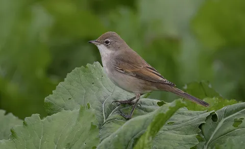 Greater Whitethroat (Curruca communis) — photo 2 of 6