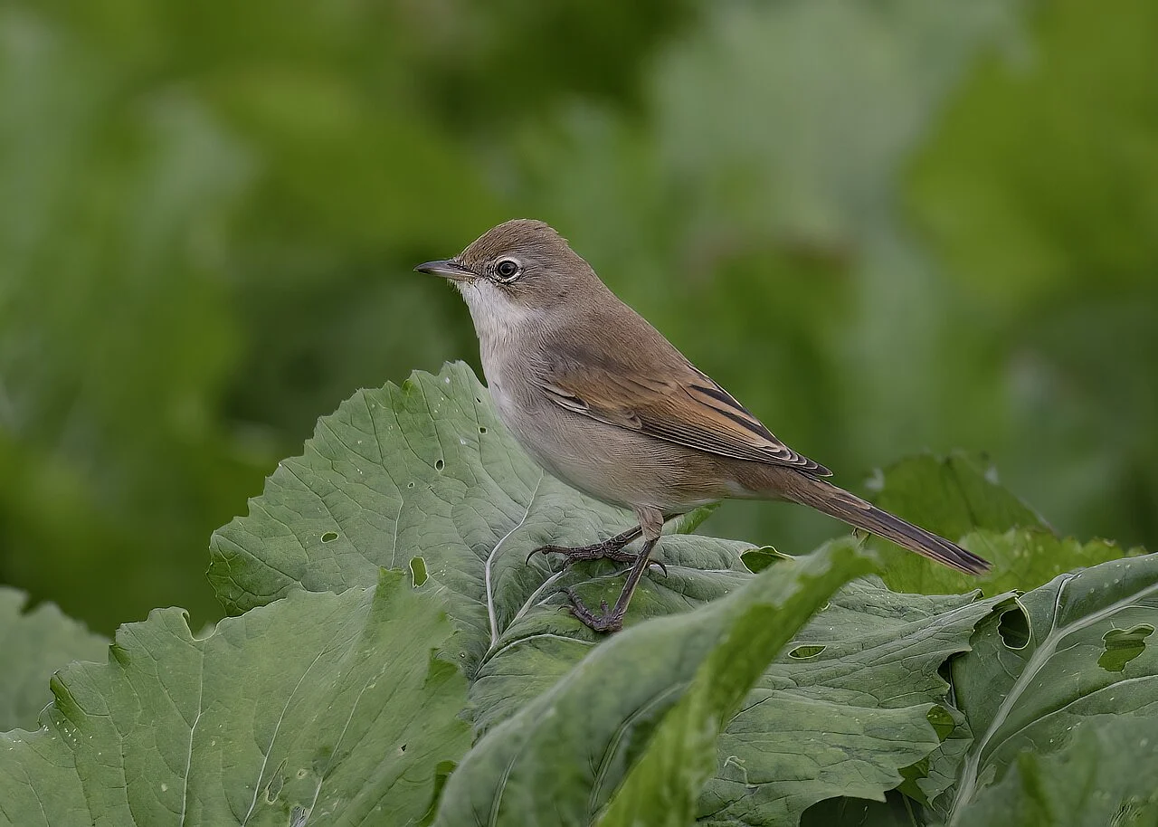 Greater Whitethroat