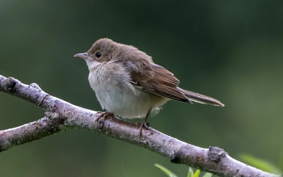 Greater Whitethroat (Curruca communis) — photo 3 of 6