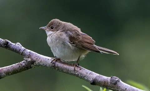 Greater Whitethroat