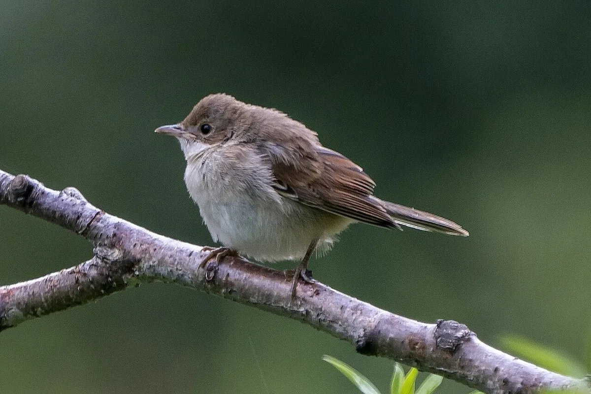 Greater Whitethroat