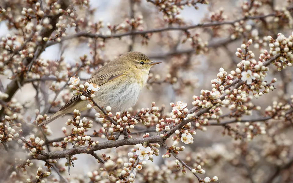 Common Chiffchaff (Phylloscopus collybita) — photo 5 of 5