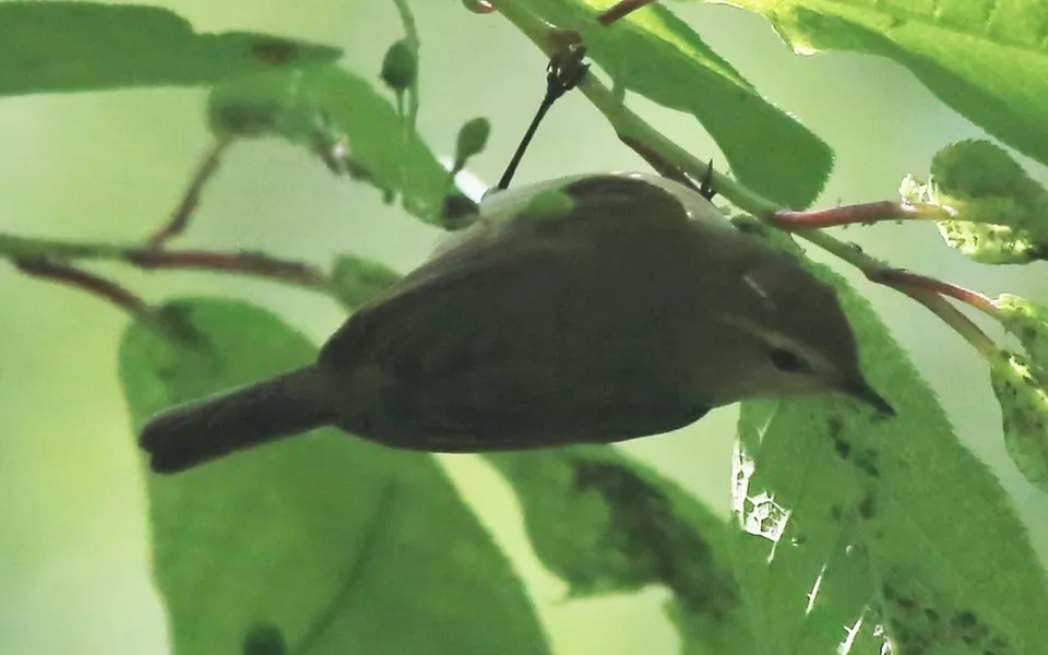 Greenish Warbler (Phylloscopus trochiloides) — photo 4 of 4