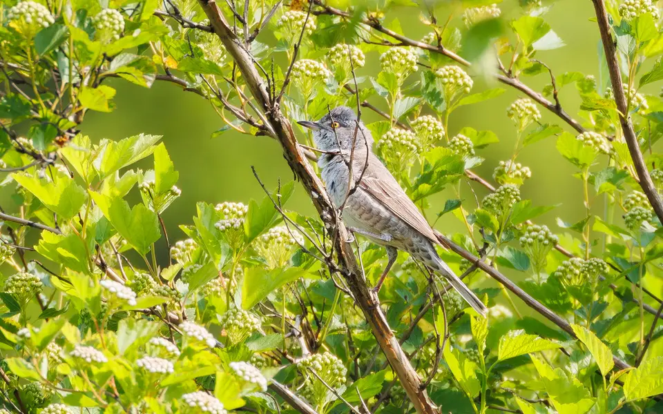 Barred Warbler (Sylvia nisoria) — photo 5 of 6
