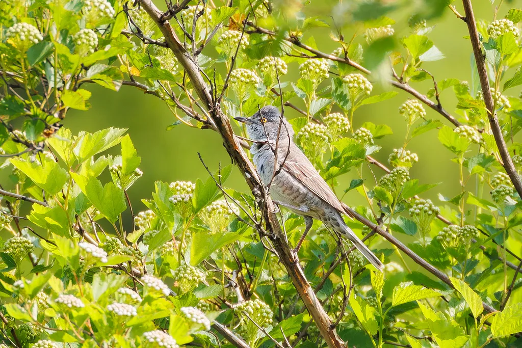 Barred Warbler