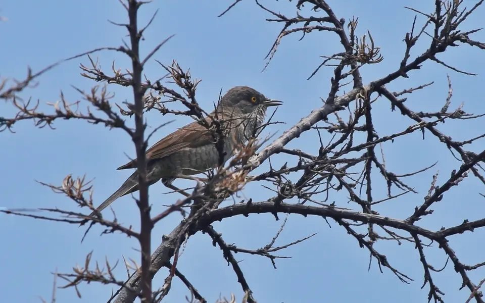 Barred Warbler (Sylvia nisoria) — photo 4 of 6
