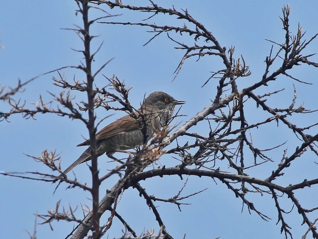 Barred Warbler