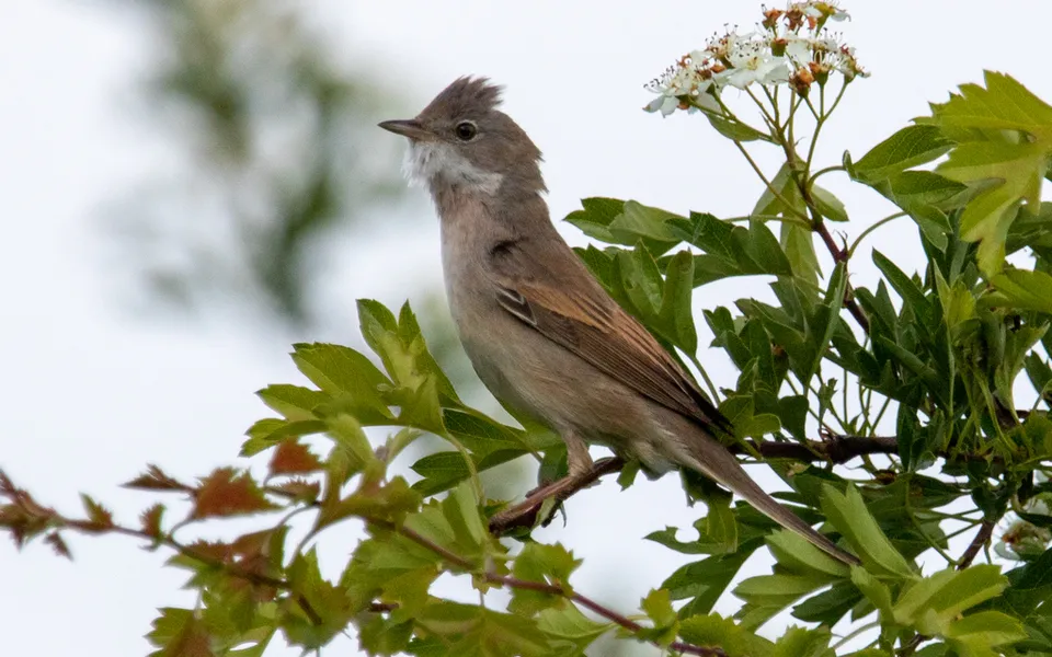 Greater Whitethroat (Curruca communis) — photo 5 of 6