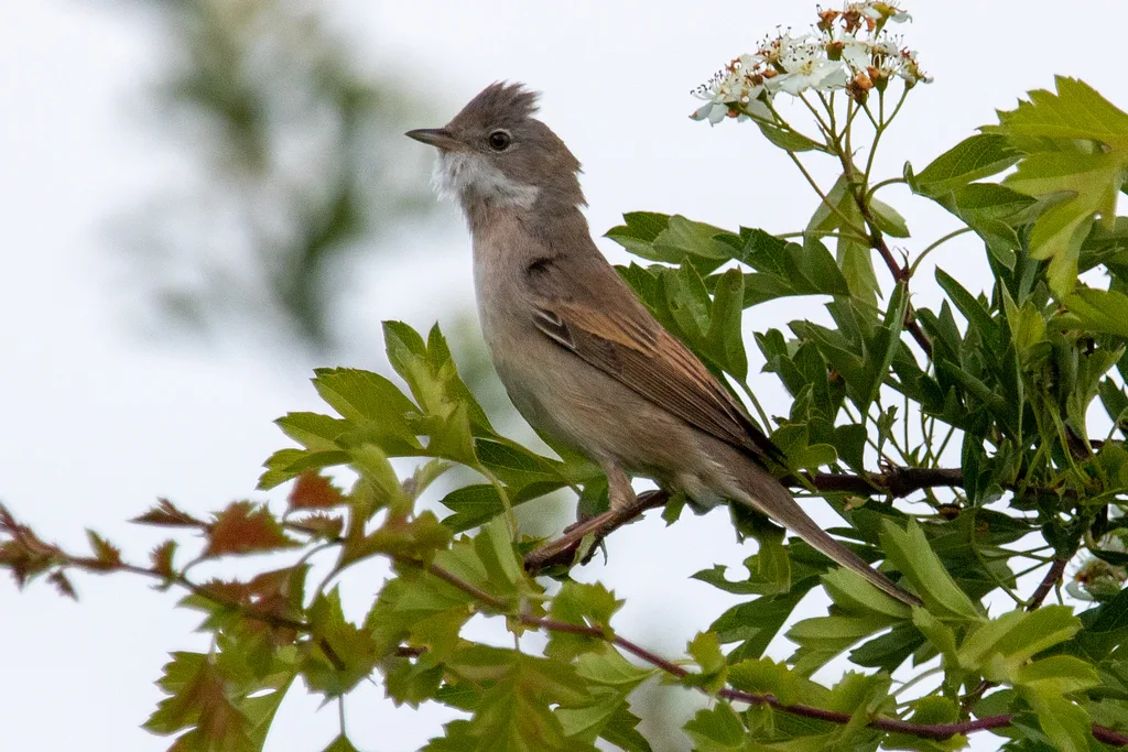 Greater Whitethroat
