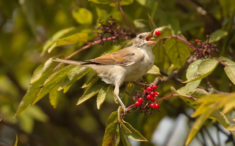 Greater Whitethroat (Curruca communis) — photo 4 of 6