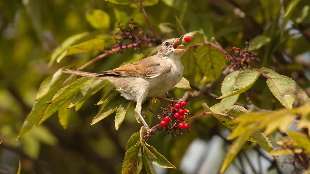 Greater Whitethroat