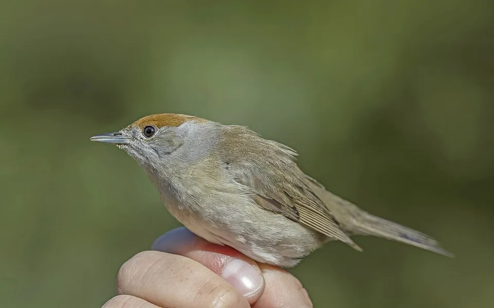 Eurasian Blackcap (Sylvia atricapilla) — photo 3 of 5