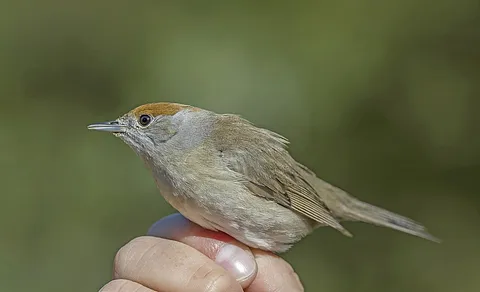 Eurasian Blackcap