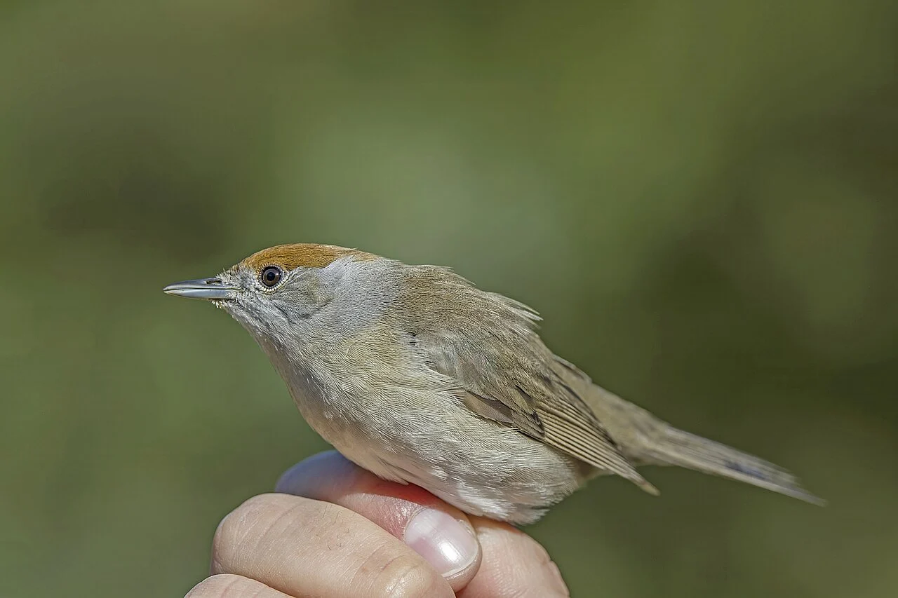 Eurasian Blackcap (Sylvia atricapilla) — photo 3 of 5