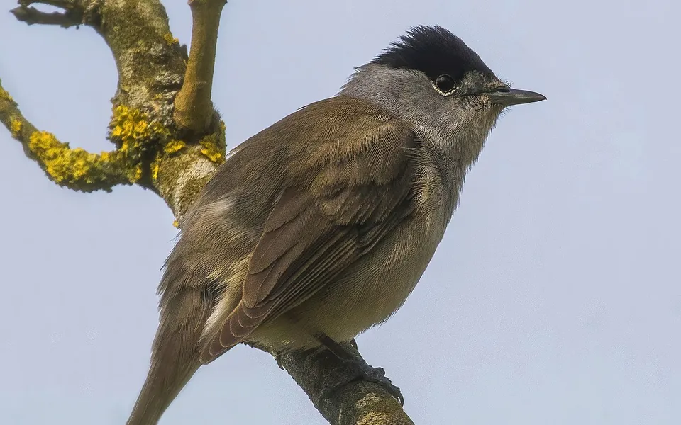 Eurasian Blackcap (Sylvia atricapilla) — photo 4 of 5