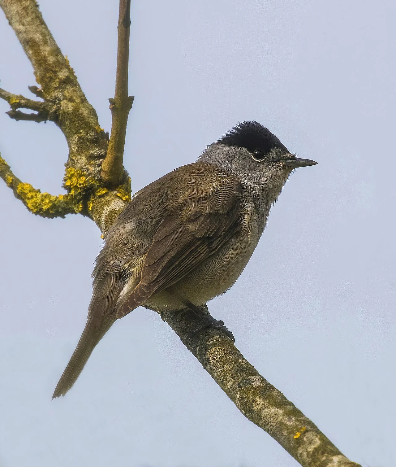 Eurasian Blackcap