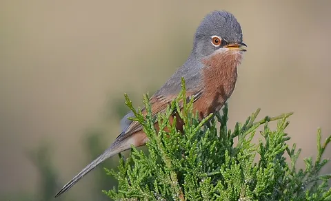 Lesser Whitethroat
