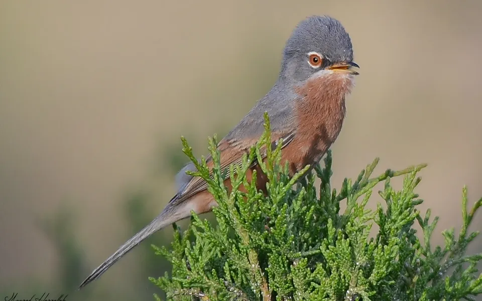 Lesser Whitethroat (Curruca curruca) — photo 3 of 3