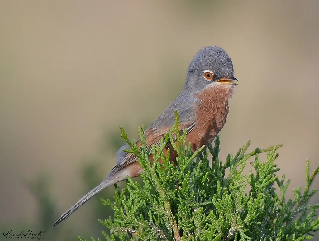 Lesser Whitethroat