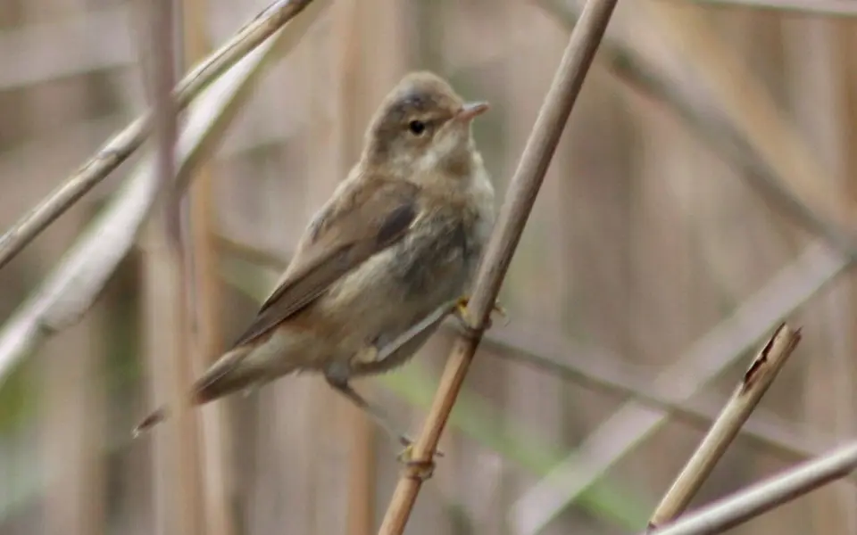 Common Reed Warbler (Acrocephalus scirpaceus) — photo 2 of 5