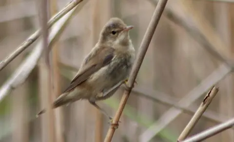 Common Reed Warbler (Acrocephalus scirpaceus) — photo 2 of 5